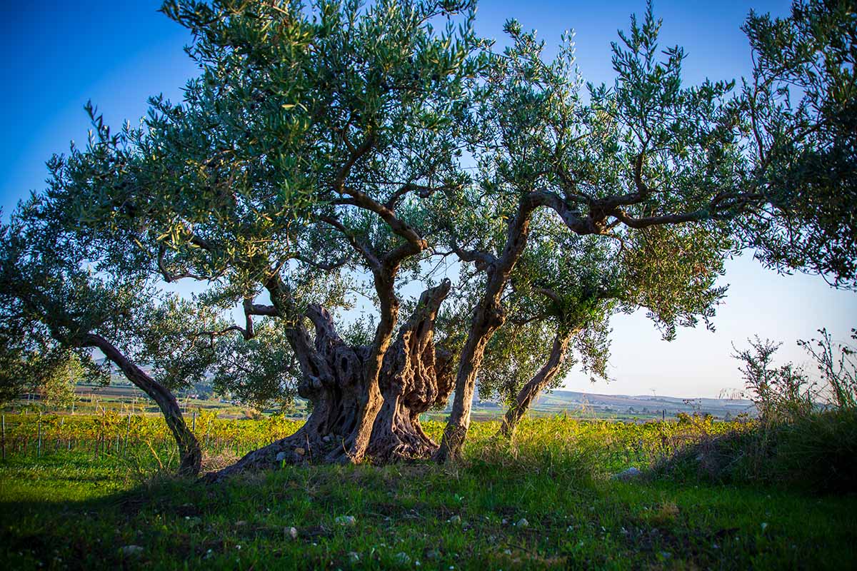 La nostra azienda agricola in provincia di Trapani a valle del Monte Erice, Tenute Coppola - Azienda agricola Coppola