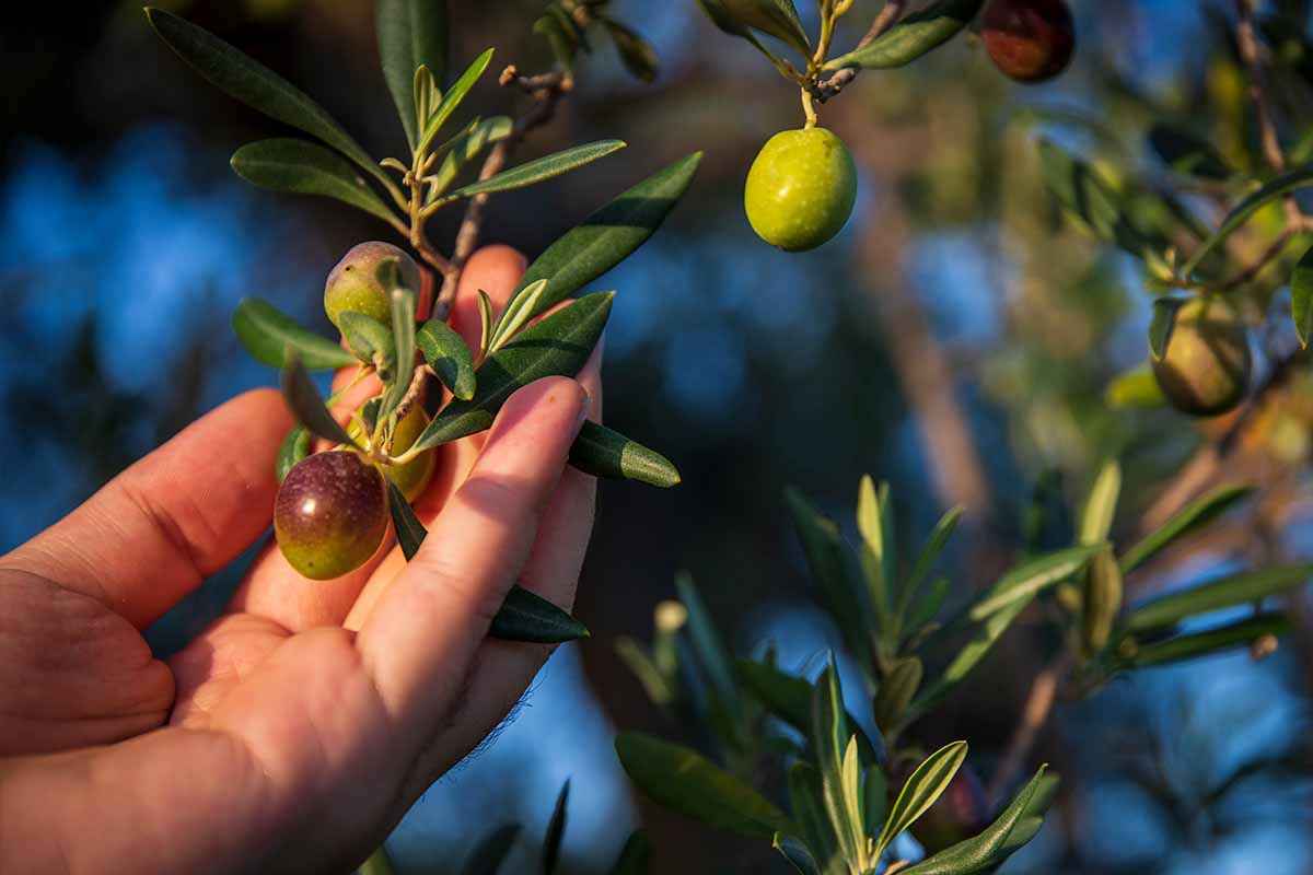 Un paesaggio incantato e sorvegliato dal Monte Erice, Tenute Coppola - Azienda agricola Coppola