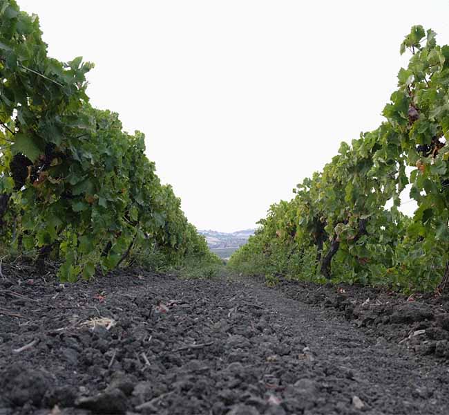 Tenute Coppola Azienda agricola Coppola
