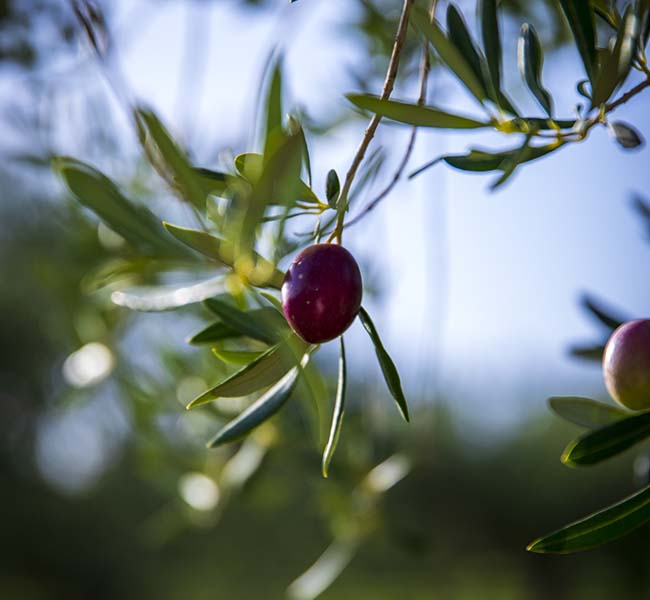 Tenute Coppola Azienda agricola Coppola