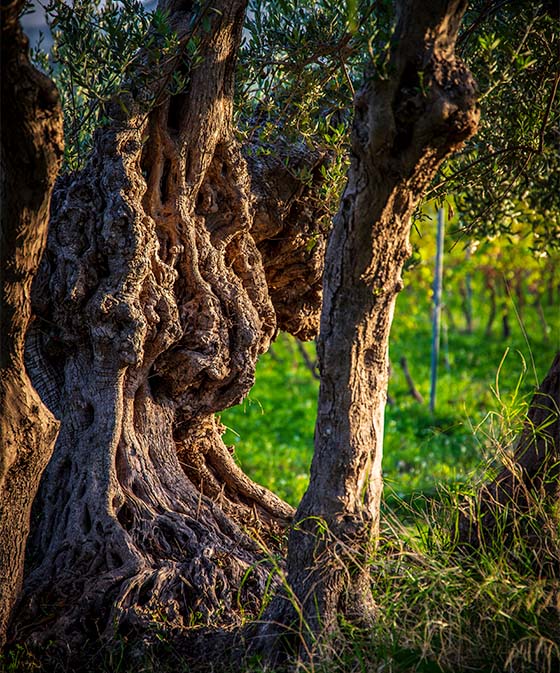 Tenute Coppola - Azienda agricola Coppola